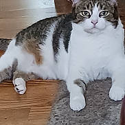 Precious joined the competition — help win amazing prizes! cat, tabby, white_fur, striped_fur, fluffy, pet, animal, sitting, front_facing, portrait, green_eyes, whiskers, pointed_ears, paws, wooden_floor, carpet, indoors, furniture, cozy, funny
