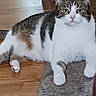 cat, tabby, white_fur, striped_fur, fluffy, pet, animal, sitting, front_facing, portrait, green_eyes, whiskers, pointed_ears, paws, wooden_floor, carpet, indoors, furniture, cozy, funny