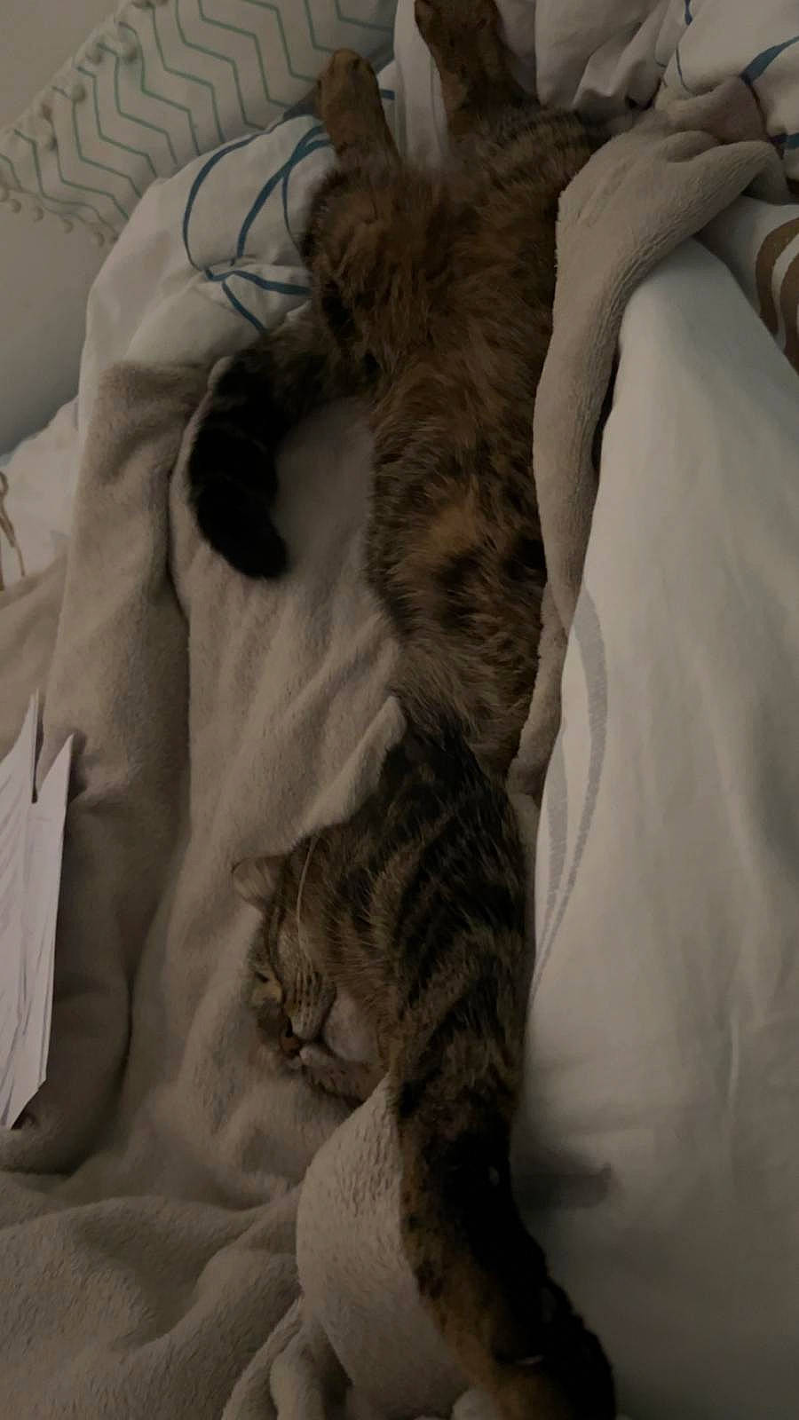 Fiesta a rejoint le concours — aidez-le/la à gagner de superbes lots ! bed, bed_sheet, bedding, canidae, carnivore, cat, comfort, domestic_short_haired_cat, duvet, felidae, fur, grey, linens, monochrome, nap, paw, small_to_medium_sized_cats, tail, textile, whiskers