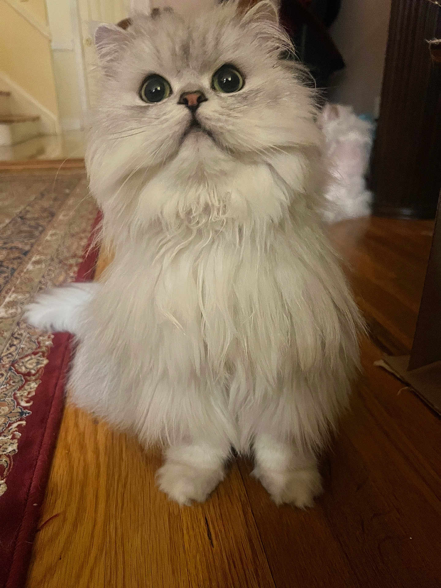 Biscuit is registered to the contest to win money with this photo: cat, close_up, curious, cute, fluffy, fur_texture, green_eyes, hardwood_floor, home_interior, indoor, long_hair, paws, persian_cat, pet, portrait, rug, sitting, soft_lighting, whiskers, white_fur