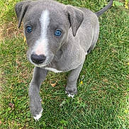 Piper joined the competition — help win amazing prizes! animal, blue_eyes, canine, cute, dog, ears, fur, grass, looking_up, mammal, nature, nose, outdoor, pet, playful, puppy, small, walking, white_patch, young
