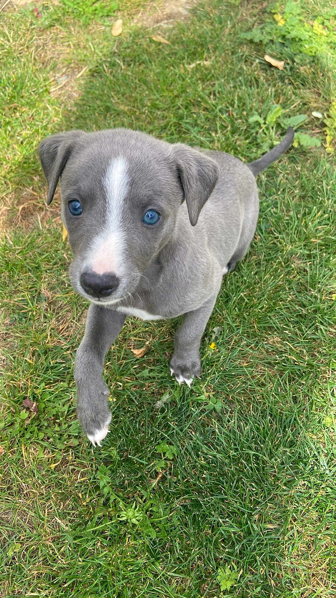 Piper