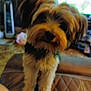 Rocky is registered to the contest to win money with this photo: animal, black_nose, blurred_background, blurry, brown_fur, companion, couch, cute, dog, domestic, fur, furniture, fuzzy, household, indistinct, indoor, leather, pet, small_dog, standing