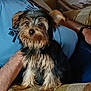 Rocky joined the competition — help win amazing prizes! animal, arm, blue_shirt, companion, couch, cozy, cute, dog, friendly, fur, furniture, home, indoor, person, pet, portrait, relaxed, seated, small_dog, snuggled