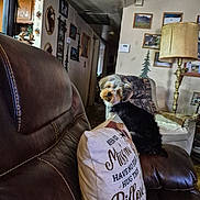 Rocky joined the competition — help win amazing prizes! dog, leather_couch, pillow, living_room, lamp, wall_art, decor, wooden_furniture, cozy, small_dog, head_tilt, indoor, home_interior, carpet, chair, picture_frames, warm_lighting, curious, pet, furniture
