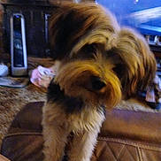 Lori Bond is registered to the contest to win money with this photo: animal, blurred, brown, carpet, cozy, cute, dog, domestic, fluffy, fur, furniture, heater, household, indoor, living_room, pet, quilted_surface, small_dog, standing, television
