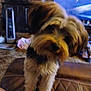 animal, blurred, brown, carpet, cozy, cute, dog, domestic, fluffy, fur, furniture, heater, household, indoor, living_room, pet, quilted_surface, small_dog, standing, television