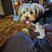 Rocky Bond joined the competition — help win amazing prizes! dog, tongue, small_dog, fur, living_room, couch, brown_carpet, fireplace, brick_wall, decorations, plush_toy, blanket, cozy, indoor, pet, playful, furniture, home, cute, animal