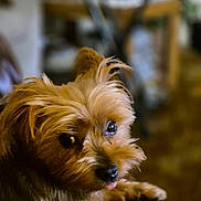 Corky Bond is registered to the contest to win money with this photo: dog, pet, fluffy, indoor, animal, cute, brown_fur, looking_back, portrait, small_dog, furry, companion, canine, domestic_animal, close_up, eyes, nose, paw, relaxed, house