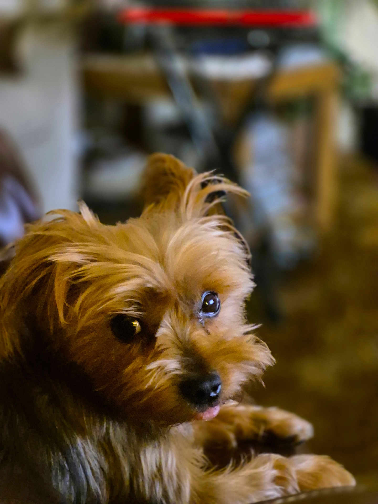 Corky Bond is registered to the contest to win money with this photo: dog, pet, fluffy, indoor, animal, cute, brown_fur, looking_back, portrait, small_dog, furry, companion, canine, domestic_animal, close_up, eyes, nose, paw, relaxed, house
