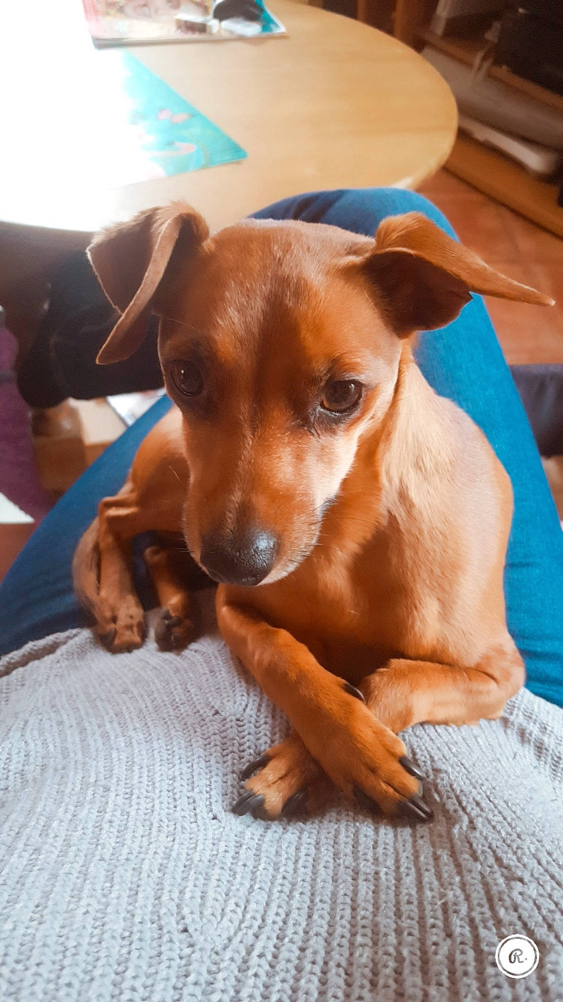 Lanzo participe au concours pour gagner de l'argent avec cette photo : canidae, carnivore, dog, dog_breed, ear, fawn, german_pinscher, mammal, miniature_pinscher, pinscher, potcake_dog, puppy, snout, vertebrate