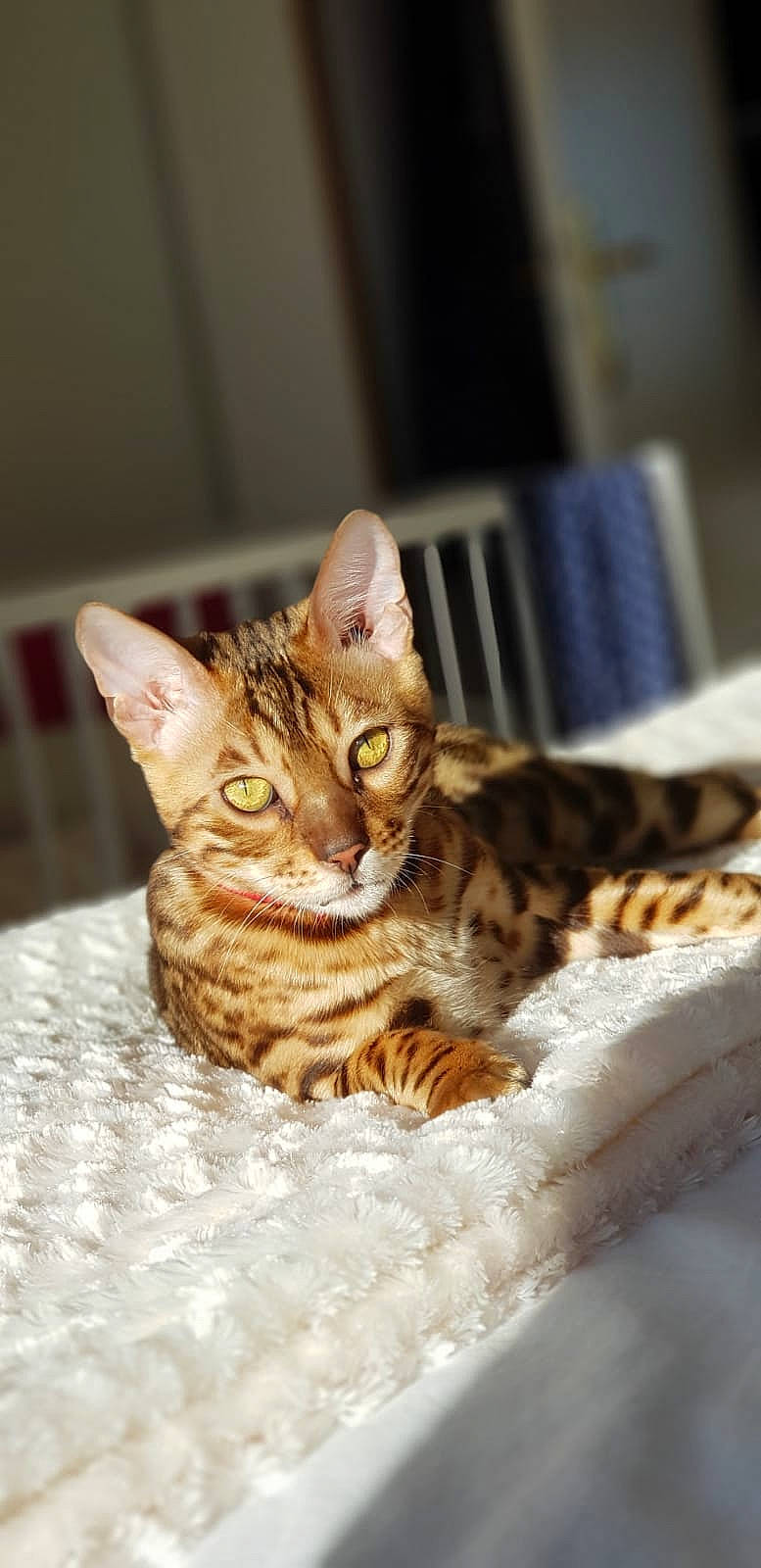 Prince a rejoint le concours — aidez-le/la à gagner de superbes lots ! american_shorthair, asian, bengal, california_spangled, carnivore, cat, domestic_short_haired_cat, dragon_li, european_shorthair, felidae, kitten, mammal, ocicat, savannah, small_to_medium_sized_cats, sokoke, tabby_cat, toyger, vertebrate, whiskers