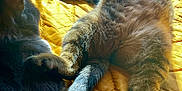Bobby a rejoint le concours — aidez-le/la à gagner de superbes lots ! animal, bed, black_cat, cat, comfort, companion, cozy, feline, fur, home, indoor, paw, pets, quilt, relaxing, resting, sunlight, tabby_cat, window, yellow_bedspread