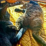 animal, bed, black_cat, cat, comfort, companion, cozy, feline, fur, home, indoor, paw, pets, quilt, relaxing, resting, sunlight, tabby_cat, window, yellow_bedspread