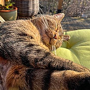 Bobby a rejoint le concours — aidez-le/la à gagner de superbes lots ! animal, cat, closeup, cozy, cushion, daylight, feline, fur, green, outdoor, peaceful, pet, plant, potted_plant, relaxing, resting, sleeping, sunlight, tabby, whiskers