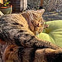 animal, cat, closeup, cozy, cushion, daylight, feline, fur, green, outdoor, peaceful, pet, plant, potted_plant, relaxing, resting, sleeping, sunlight, tabby, whiskers