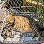 Bobby a rejoint le concours — aidez-le/la à gagner de superbes lots ! animal, cat, chair, daylight, feline, fur, greenery, nature, outdoor, peaceful, pet, relaxation, resting, sleeping_cat, striped, summer, sunlight, tabby_cat, wicker_chair, wooden_deck
