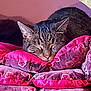 Bobby a rejoint le concours — aidez-le/la à gagner de superbes lots ! cat, closeup, comfort, cozy, cushions, feline, floral_pattern, home, indoor, nap, pet, pile, pink, purple, relaxation, resting, sleeping, soft, stack, tabby