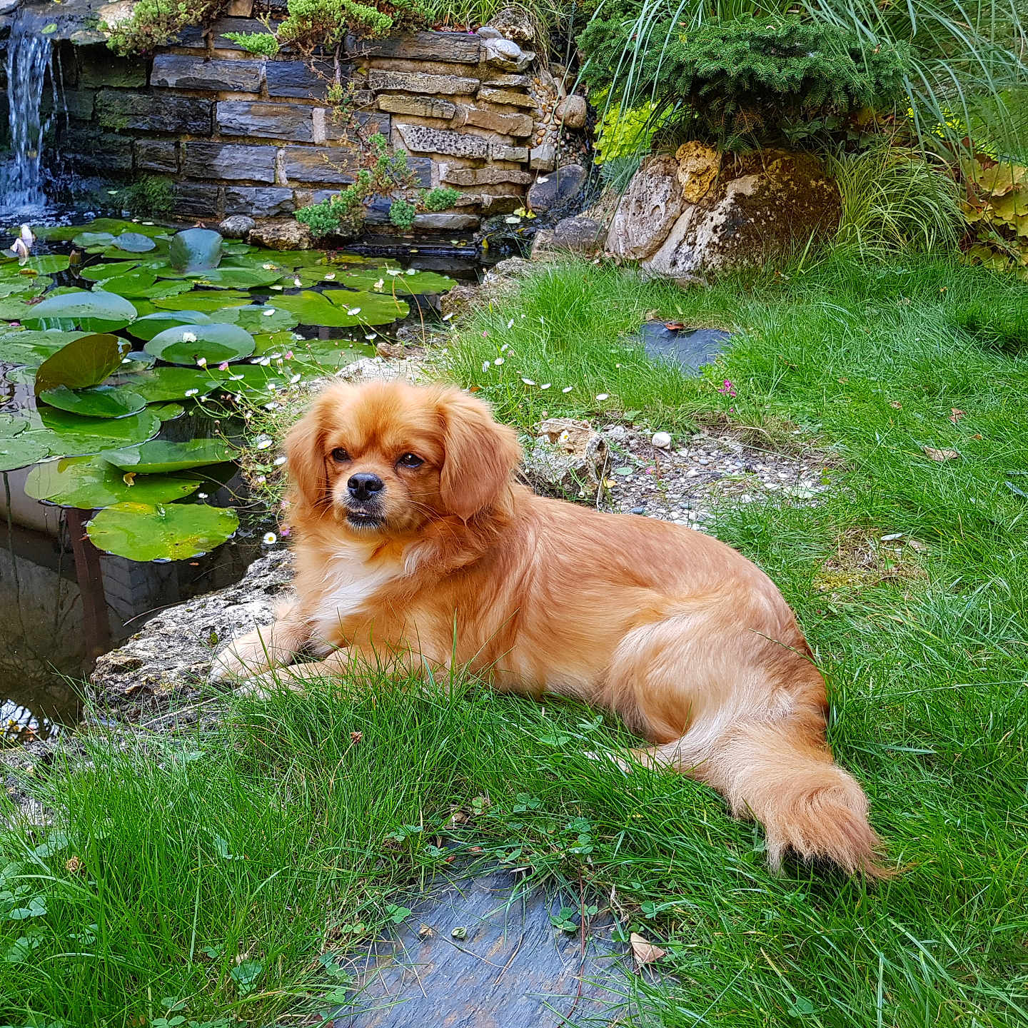 Ruby participe au concours pour gagner de l'argent avec cette photo : animal, canine, cockerspaniel, dog, flagstone, flower, goldenretriever, grass, nature, outdoors, path, pet, plant, pond, puppy, slate, terrier, vegetation, walkway, water