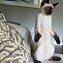 cat, siamese_cat, standing, couch, pillow, indoor, living_room, curious, furniture, painting, wall, window_reflection, ears, whiskers, fur, brown, white, black, pet, animal