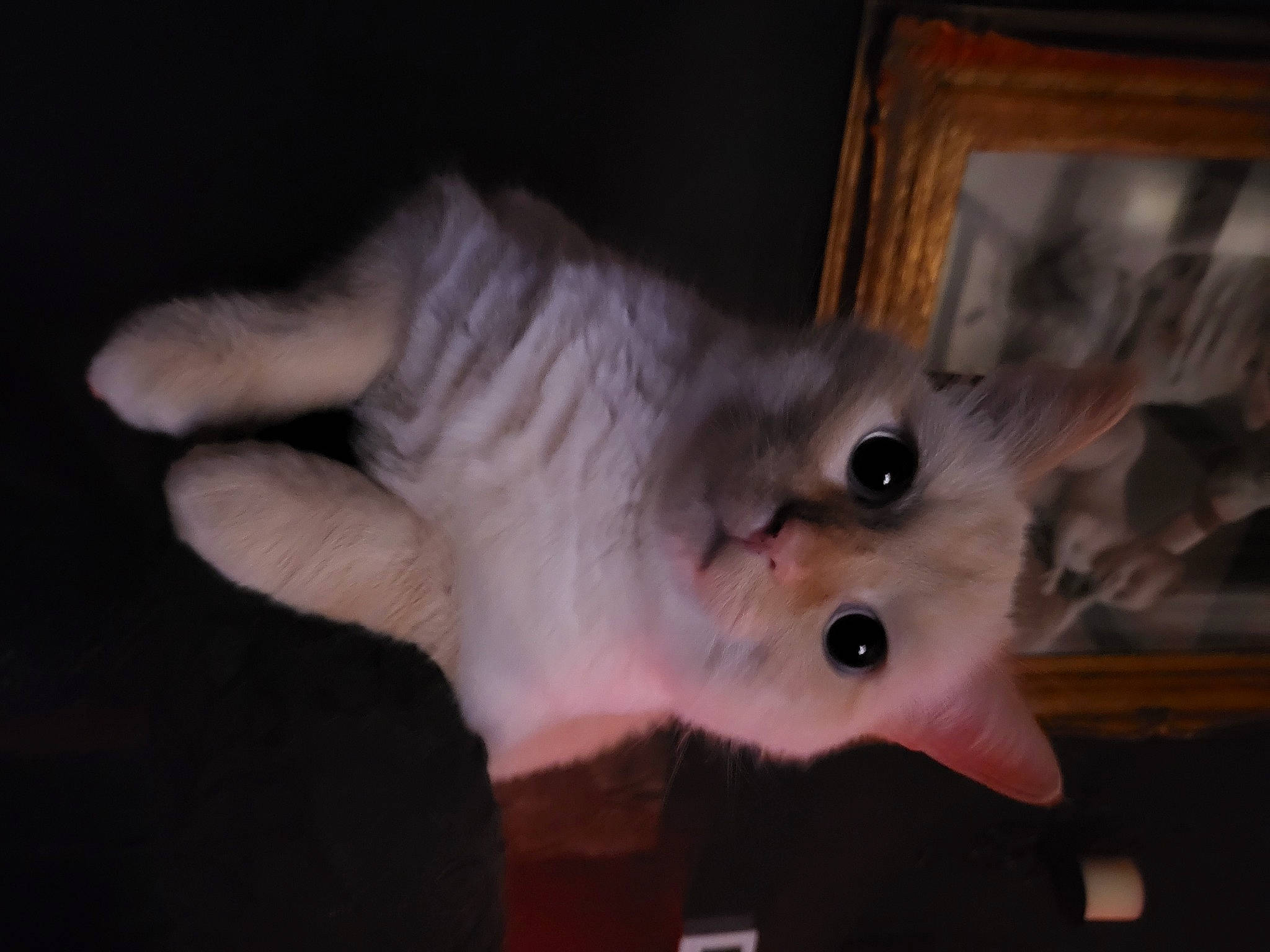 Magic a rejoint le concours — aidez-le/la à gagner de superbes lots ! canidae, carnivore, cat, claw, dog_breed, domestic_short_haired_cat, ear, fang, fawn, felidae, fur, paw, small_to_medium_sized_cats, snout, tail, whiskers