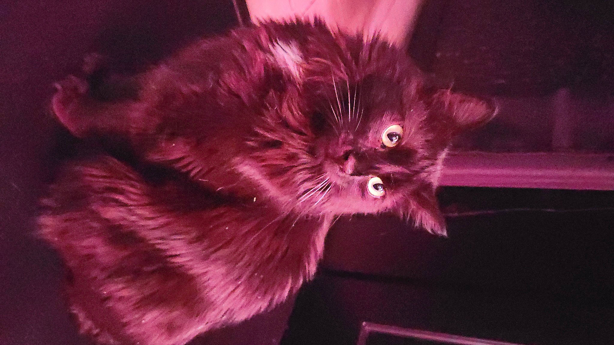 Night a rejoint le concours — aidez-le/la à gagner de superbes lots ! carnivore, cat, darkness, electric_blue, event, felidae, fur, macro_photography, magenta, paw, small_to_medium_sized_cats, snout, still_life_photography, tail, whiskers