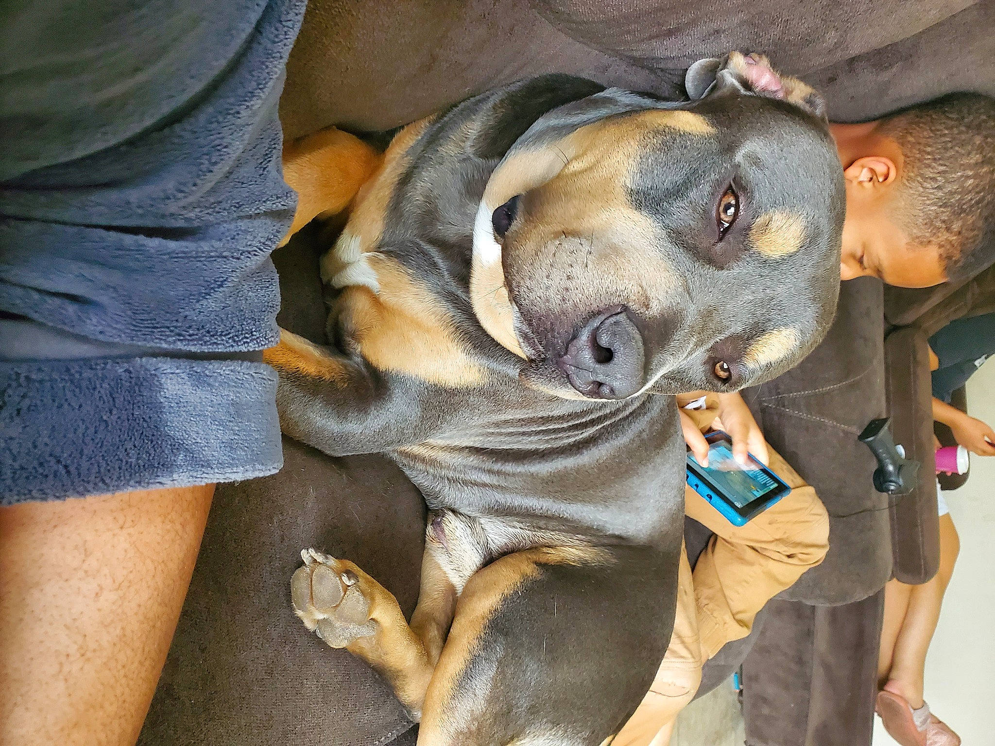 King T'Challa is registered to the contest to win money with this photo: ancient_dog_breeds, bulldog, canidae, carnivore, comfort, companion_dog, dog, dog_breed, ear, fawn, guard_dog, molosser, snout, sporting_group, terrestrial_animal, toy_dog, whiskers, working_animal, working_dog, wrinkle