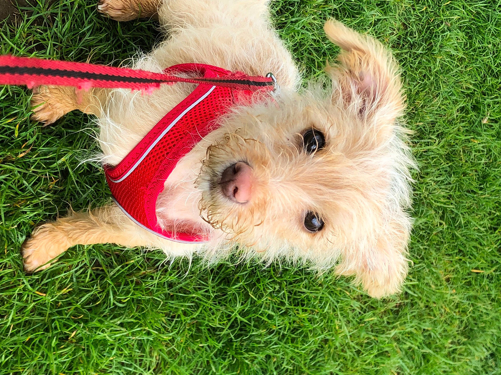 Marty is registered to the contest to win money with this photo: canidae, carnivore, collar, companion_dog, dog, dog_breed, dog_collar, dog_supply, fawn, fur, grass, lawn, leash, puppy, small_terrier, snout, sporting_group, terrier, toy_dog, working_animal