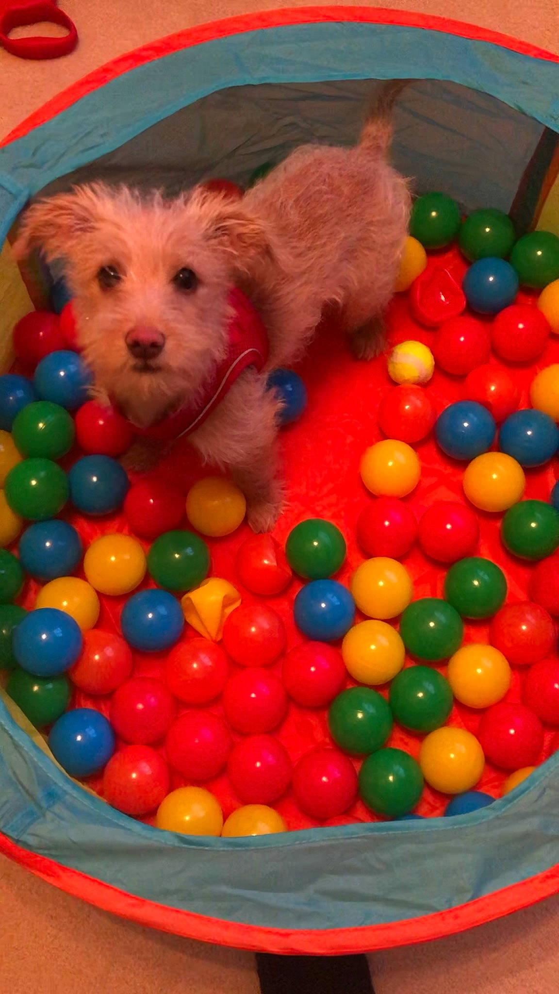 Marty is registered to the contest to win money with this photo: baby_toys, ball, ball_pit, child, circle, companion_dog, dog, dog_breed, dog_supply, fun, mixture, pet_supply, plastic, play, recreation, stuffed_toy, sweetness, toy, toy_dog, working_animal
