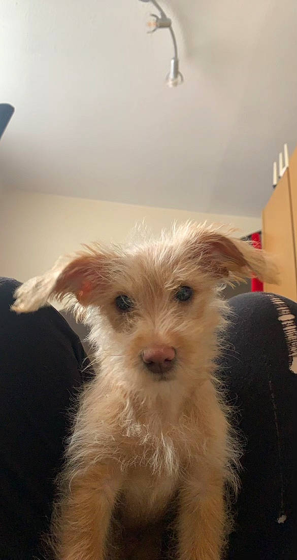 Marty is registered to the contest to win money with this photo: biewer_terrier, canidae, carnivore, companion_dog, dog, dog_breed, dog_supply, ear, fawn, fur, light_fixture, maltepoo, small_terrier, sporting_group, terrestrial_animal, terrier, toy_dog, whiskers, working_animal, working_terrier