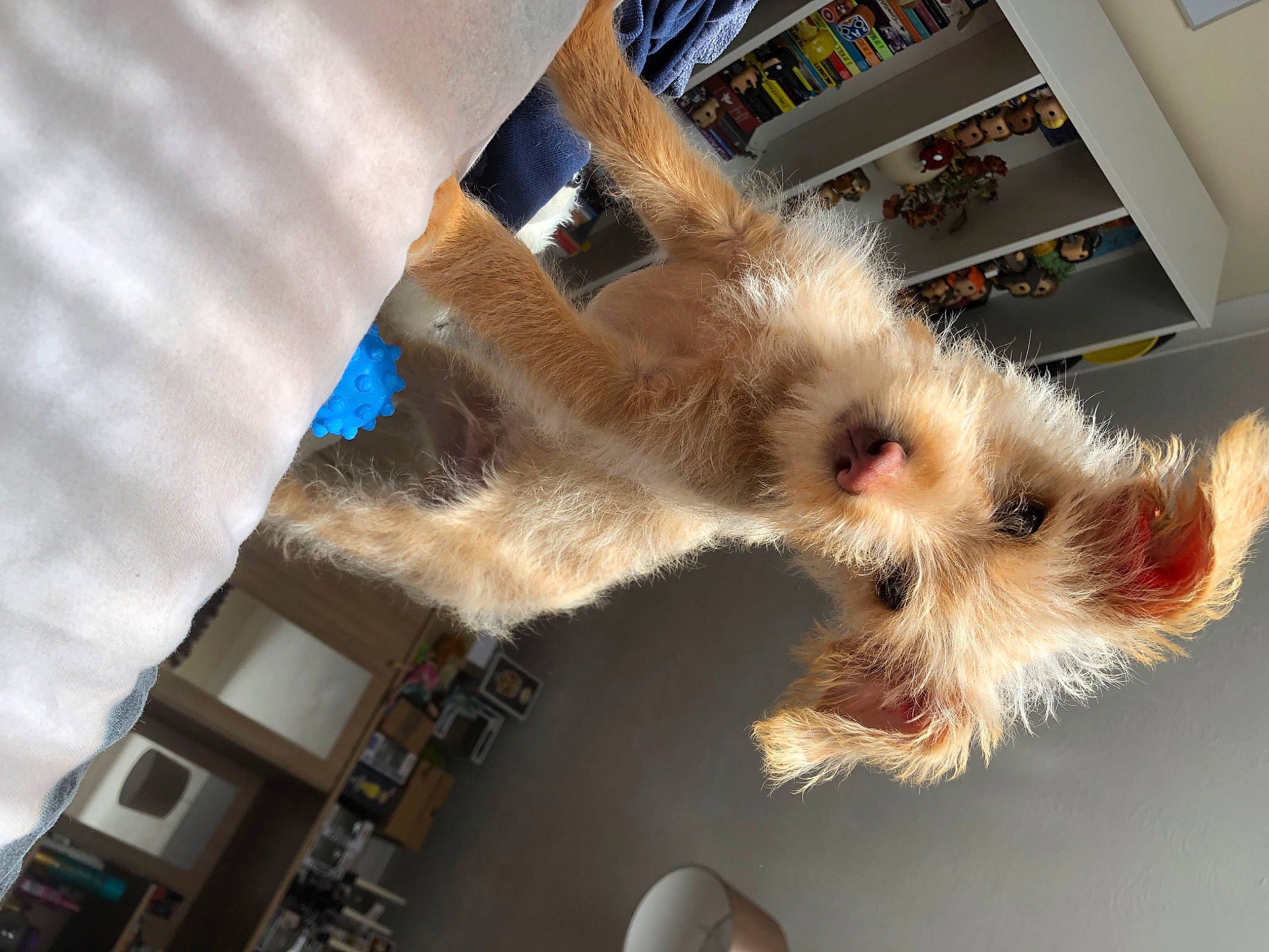 Marty is registered to the contest to win money with this photo: canidae, carnivore, claw, companion_dog, event, fawn, feather, felidae, fur, paw, plant, room, small_to_medium_sized_cats, snout, tail, toy, whiskers, window, wing