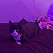 Chase joined the competition — help win amazing prizes! cat, black_and_white_cat, bed, blanket, purple_light, indoor, pet, animal, feline, resting, cozy, soft, fur, whiskers, looking_at_camera, domestic_cat, relaxed, cute, quiet, comfort