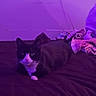 cat, black_and_white_cat, bed, blanket, purple_light, indoor, pet, animal, feline, resting, cozy, soft, fur, whiskers, looking_at_camera, domestic_cat, relaxed, cute, quiet, comfort