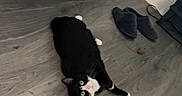 Chase joined the competition — help win amazing prizes! cat, black_and_white_cat, floor, wooden_floor, slippers, toy_mouse, indoor, pet, animal, looking_up, curious, whiskers, paws, ears, yellow_eyes, relaxed, home, furniture, cozy, domestic