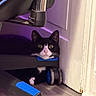cat, tuxedo_cat, chair, wheel, floor, indoor, curious, pet, feline, black_and_white, animal, looking, corner, home, light, purple_light, wood_floor, quiet, hidden, resting