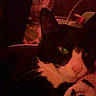 cat, tuxedo_cat, closeup, green_eyes, pet, indoor, blanket, cozy, dim_lighting, face, whiskers, fur, resting, comfort, home, soft_texture, black_and_white, animal, relaxed, feline