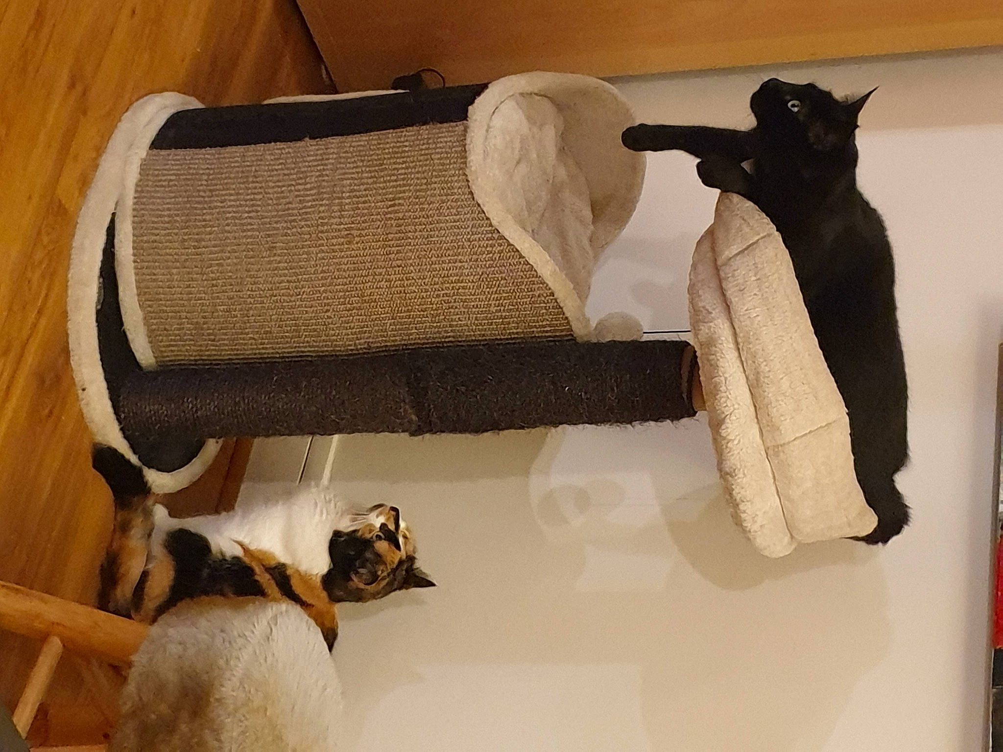 Olia a rejoint le concours — aidez-le/la à gagner de superbes lots ! bag, clothes_hanger, comfort, fashion_accessory, felidae, flooring, fur, grey, hardwood, linens, luggage_and_bags, product, room, sleeve, small_to_medium_sized_cats, tail, textile, wood, wool, woolen