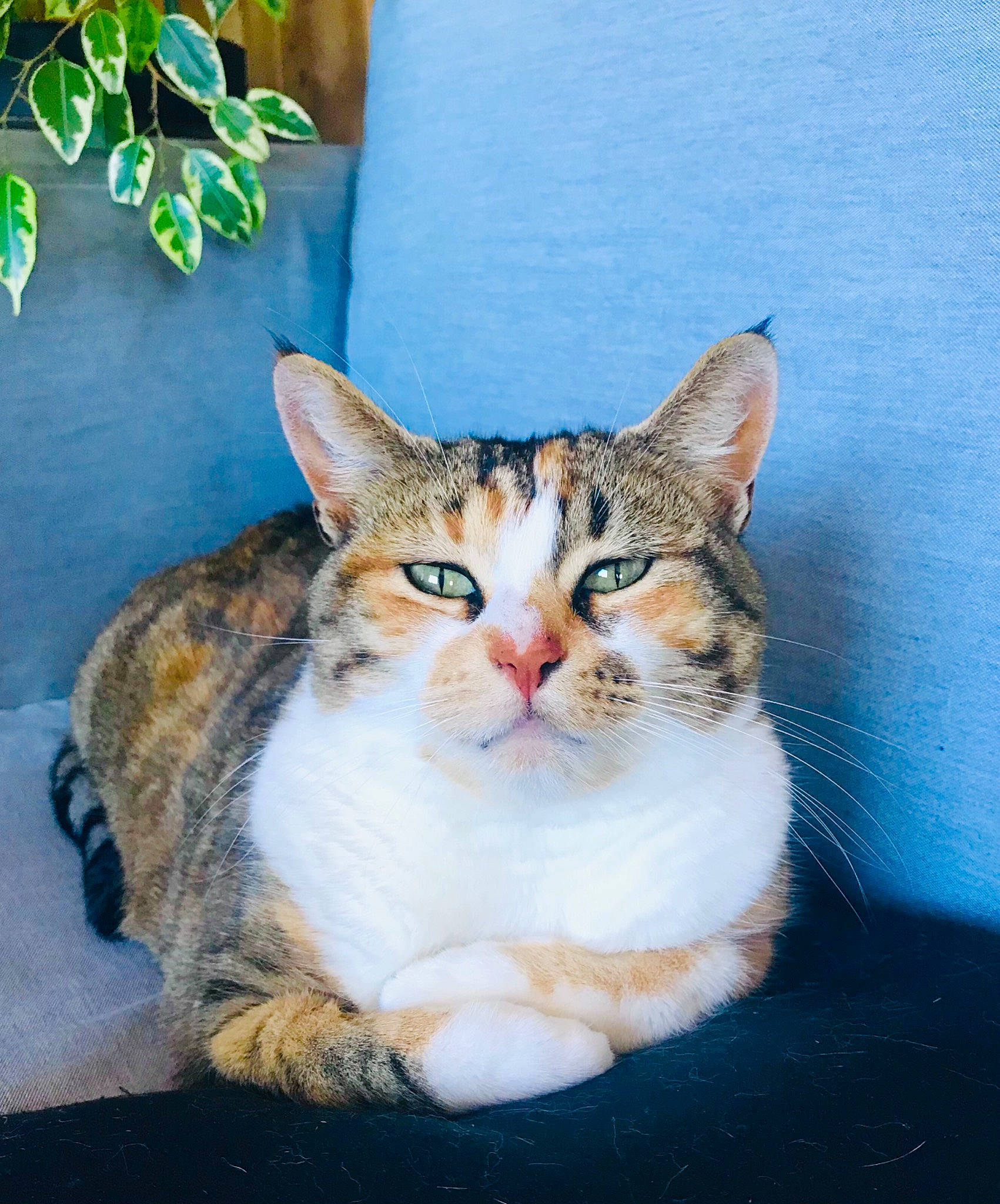 Jasmine participe au concours pour gagner de l'argent avec cette photo : art, carnivore, cat, domestic_short_haired_cat, eye, felidae, flowerpot, fur, grass, houseplant, paint, plant, sitting, small_to_medium_sized_cats, snout, tail, terrestrial_animal, tree, whiskers, window