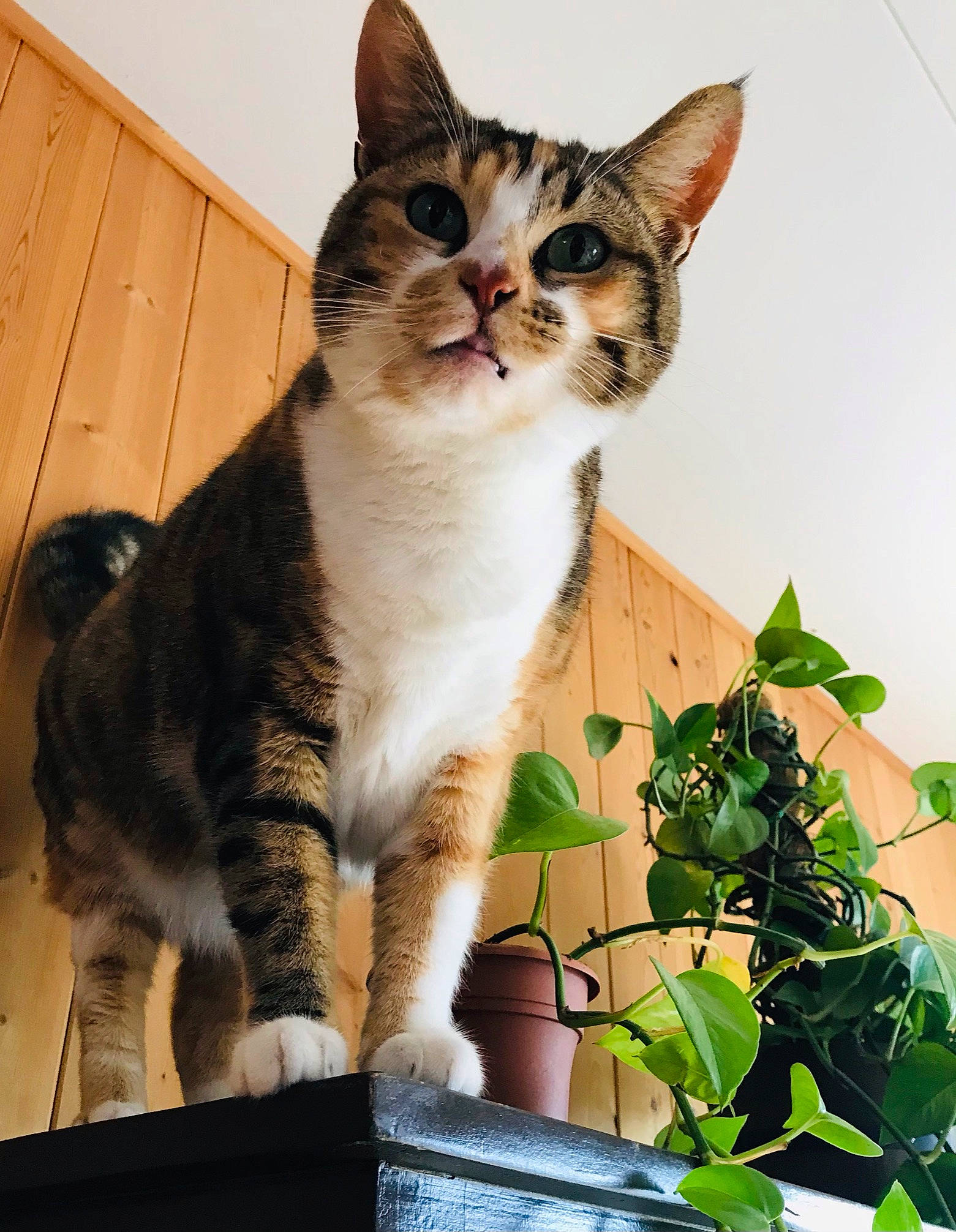 Jasmine a rejoint le concours — aidez-le/la à gagner de superbes lots ! carnivore, cat, claw, domestic_short_haired_cat, felidae, fur, herb, houseplant, paw, photo_caption, plant, sitting, small_to_medium_sized_cats, snout, tail, terrestrial_animal, whiskers, wildlife, wood