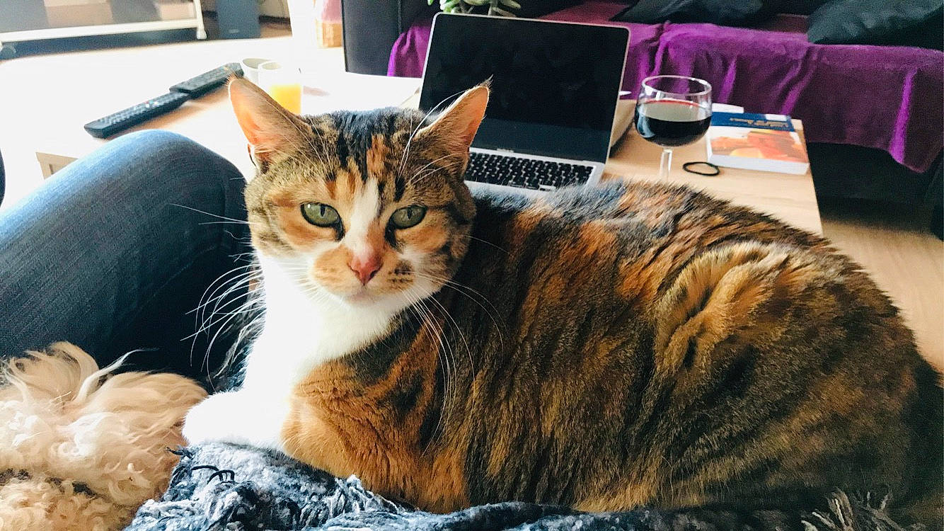 Jasmine participe au concours pour gagner de l'argent avec cette photo : carnivore, cat, comfort, computer, computer_keyboard, domestic_short_haired_cat, event, felidae, fur, lap, laptop, mug, plant, sitting, small_to_medium_sized_cats, snout, table, tableware, whiskers, window