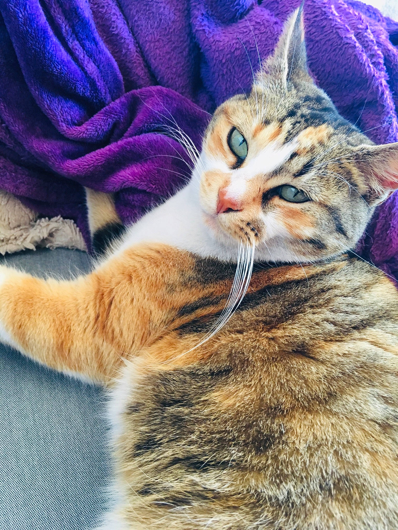 Jasmine participe au concours pour gagner de l'argent avec cette photo : carnivore, cat, claw, close_up, domestic_short_haired_cat, ear, electric_blue, fawn, felidae, fur, grass, nap, paw, photo_caption, small_to_medium_sized_cats, snout, tail, terrestrial_animal, whiskers, wildlife