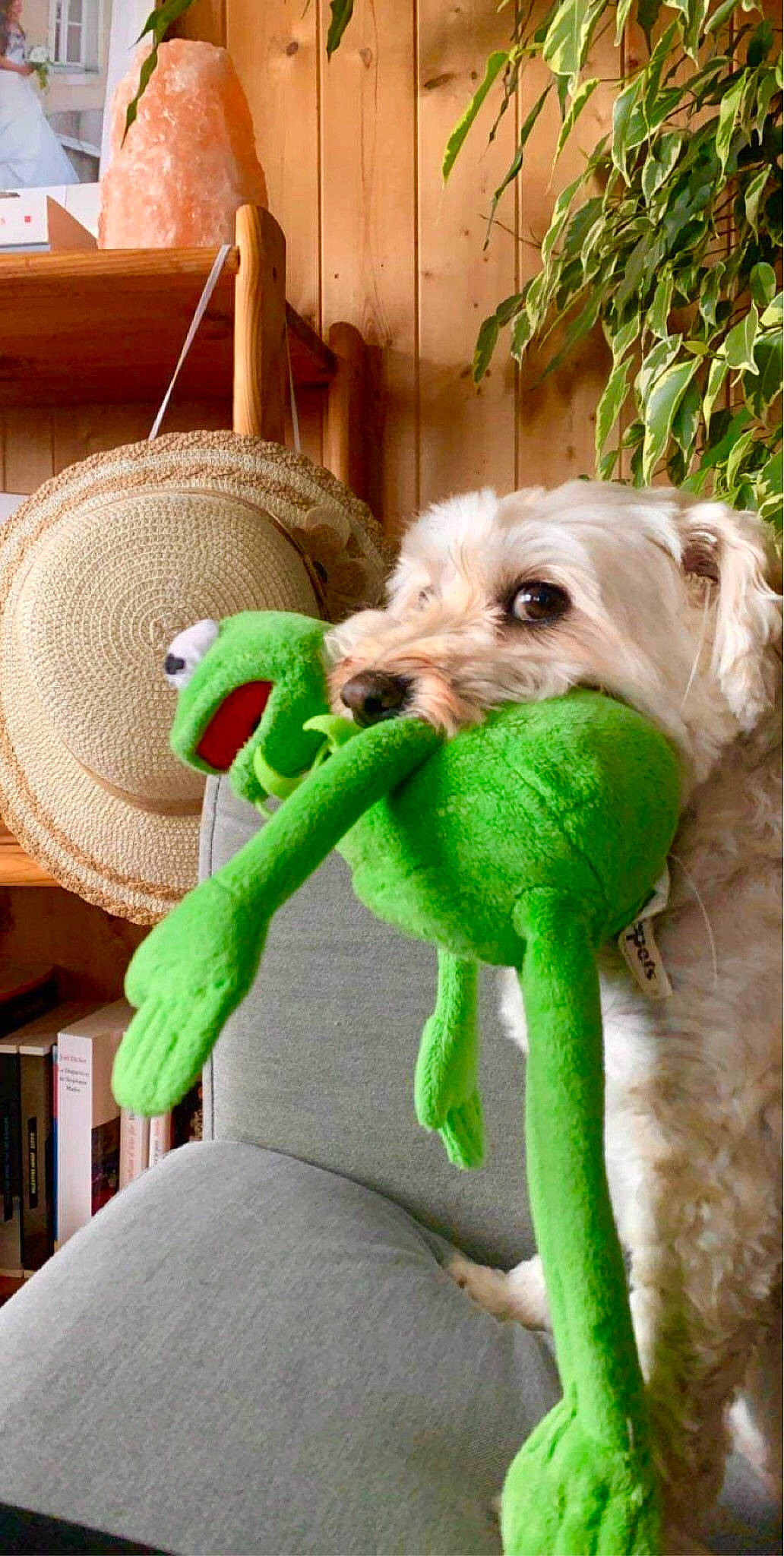 Haribo a rejoint le concours — aidez-le/la à gagner de superbes lots ! canidae, carnivore, companion_dog, dog, dog_breed, dog_supply, fawn, fur, garden_hose, grass, pet_supply, plant, small_terrier, sporting_group, stuffed_toy, terrier, toy, toy_dog, wood, working_animal