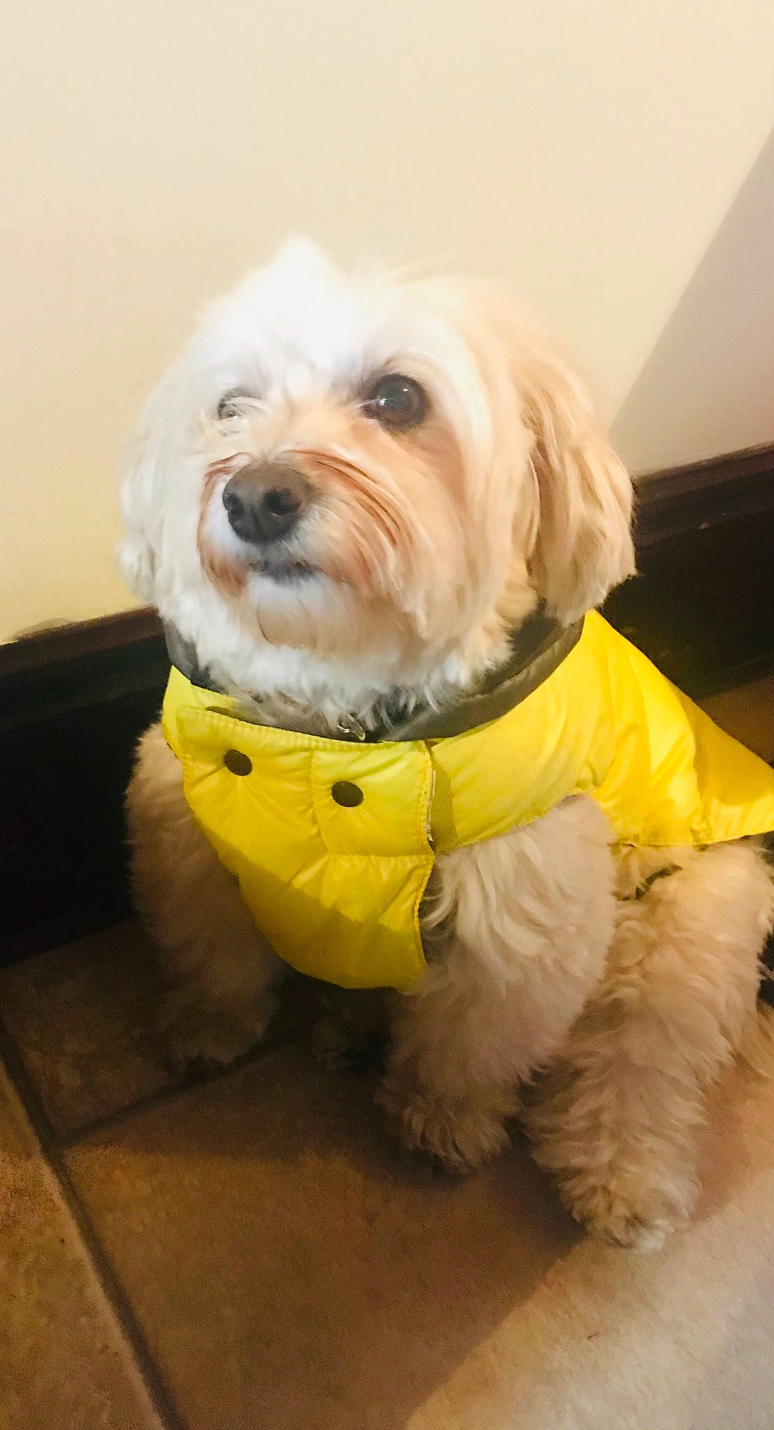 Haribo participe au concours pour gagner de l'argent avec cette photo : canidae, carnivore, collar, companion_dog, dog, dog_breed, dog_clothes, dog_collar, dog_supply, fawn, firefighter, fur, personal_protective_equipment, pet_supply, small_terrier, snout, sporting_group, terrier, toy_dog, working_animal