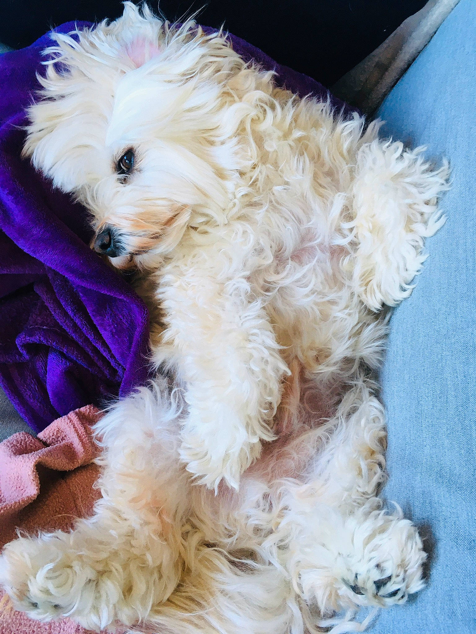 Haribo participe au concours pour gagner de l'argent avec cette photo : canidae, carnivore, companion_dog, dog, dog_breed, dog_supply, fur, labradoodle, maltepoo, non_sporting_group, puppy, puppy_love, small_terrier, snout, sporting_group, terrier, toy_dog, water_dog, working_animal, yorkipoo