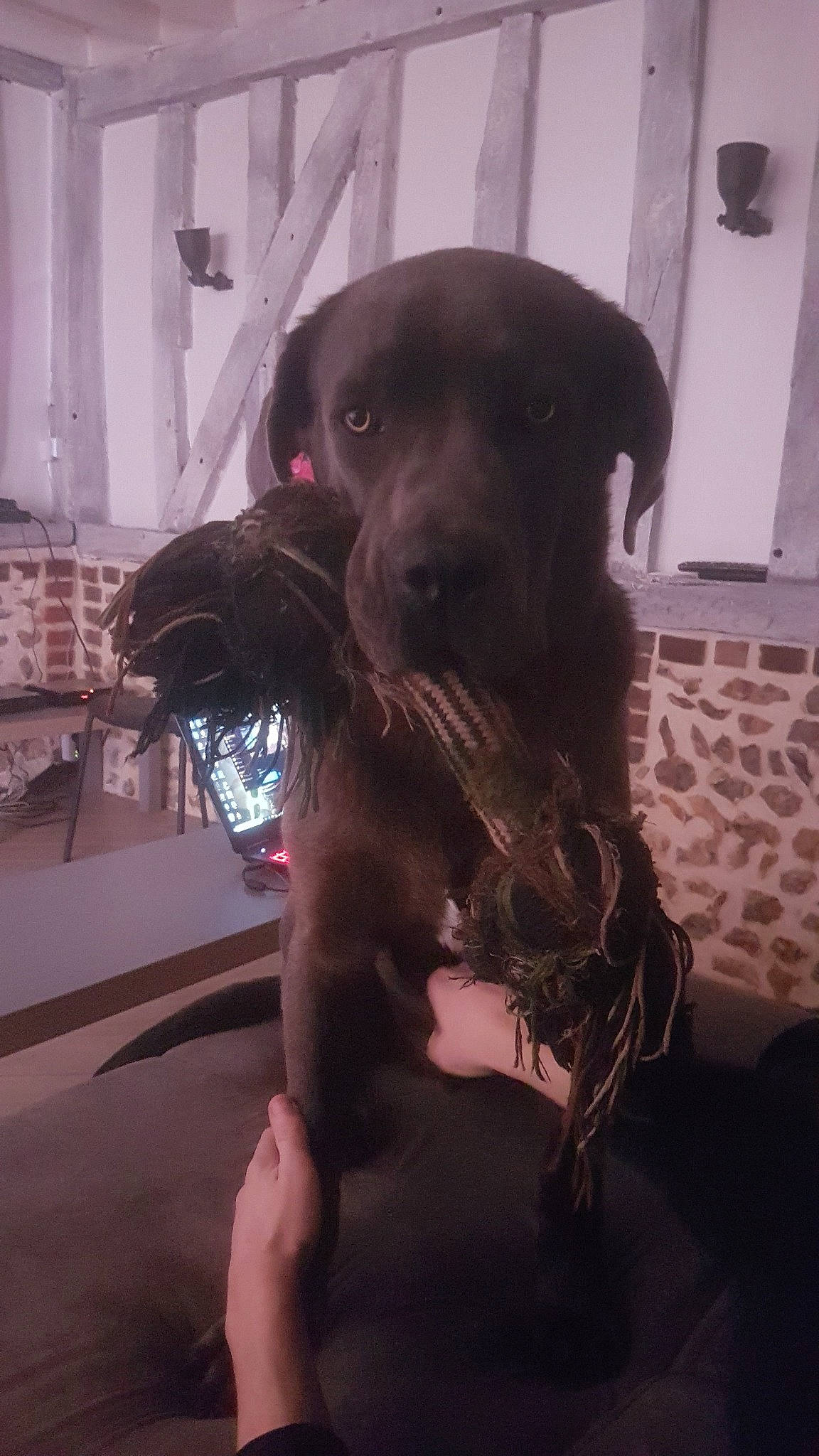 Pharaon participe au concours pour gagner de l'argent avec cette photo : american_pit_bull_terrier, beagador, cane_corso, canidae, carnivore, companion_dog, dog, dog_breed, fawn, guard_dog, labrador_retriever, mammal, non_sporting_group, patterdale_terrier, pit_bull, puppy, snout, sporting_group