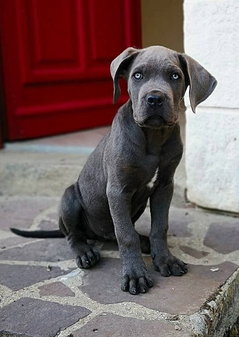 Pharaon participe au concours pour gagner de l'argent avec cette photo : cane_corso, canidae, carnivore, dog, dog_breed, fawn, great_dane, guard_dog, mammal, molosser, non_sporting_group, snout, sporting_group, vertebrate