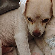 Bugz is registered to the contest to win money with this photo: dog, puppy, close_up, light_fur, blanket, snuggling, cute, pet, animal, indoor, cozy, resting, fur, paw, sleepy, young_dog, cute_pet, domestic_animal, canine, companion