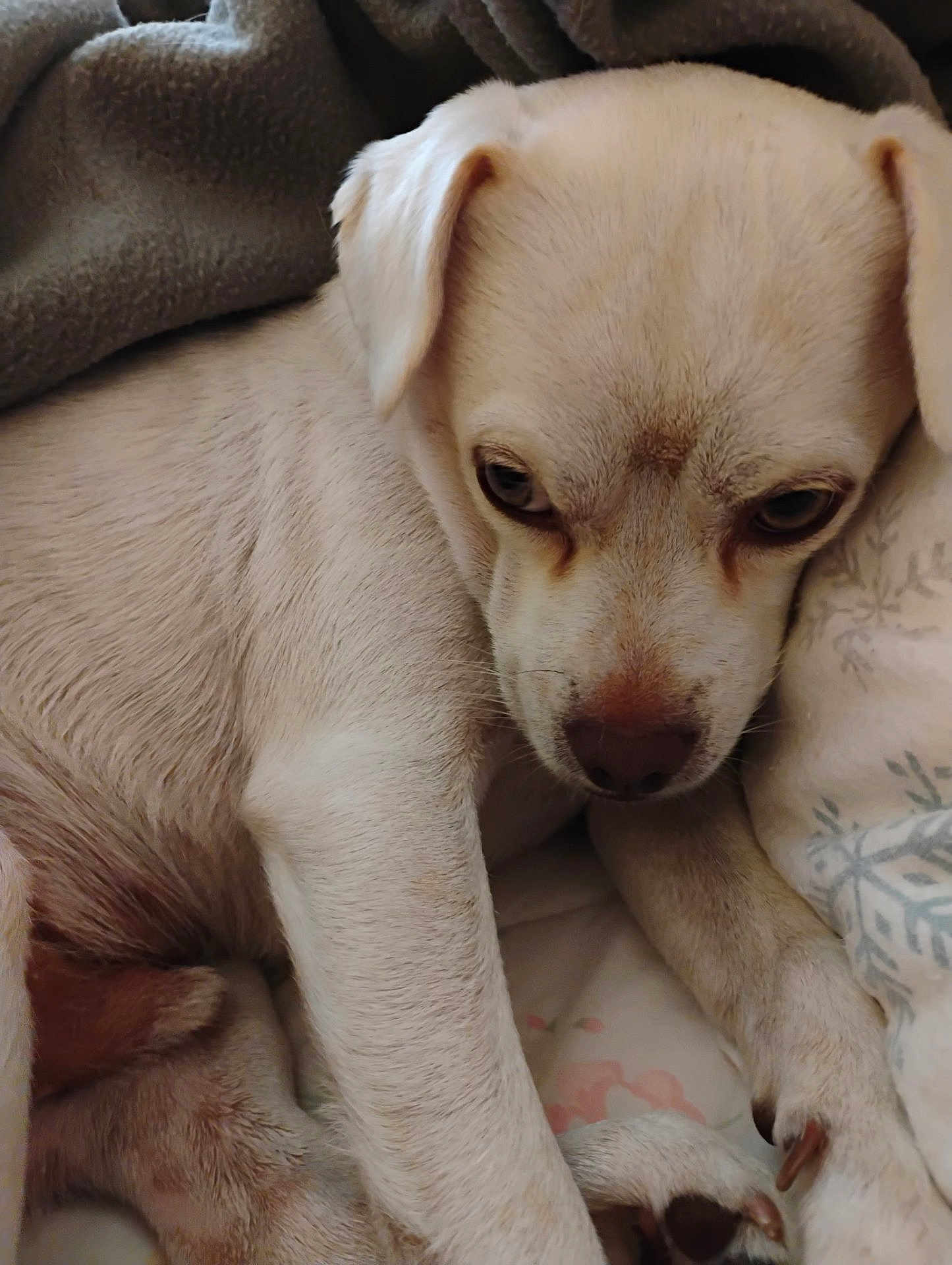 Bugz is registered to the contest to win money with this photo: dog, puppy, close_up, light_fur, blanket, snuggling, cute, pet, animal, indoor, cozy, resting, fur, paw, sleepy, young_dog, cute_pet, domestic_animal, canine, companion