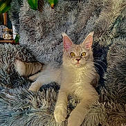 Yuna participe au concours pour gagner de l'argent avec cette photo : cat, fluffy, yellow_eyes, blanket, plush, furniture, indoor, plant, green_leaves, cozy, relaxed, home_decor, fur, pet, animal, resting, curious, portrait, soft, comfort