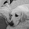 dog, couch, blanket, pillow, resting, indoors, pet, fur, canine, comfort, relaxation, home, cozy, sleepy, animal, laying_down, close_up, black_and_white, soft_texture, quiet